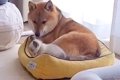 ベッドの上をウロウ…の画像