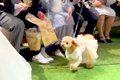 犬が結婚式で『飼い…の画像