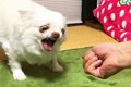 犬に『にぎりっぺ』…の画像