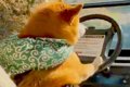 柴犬が運転する車で…の画像