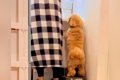 家事で大忙しの母→犬…の画像