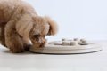犬をおとなしくさせ…の画像