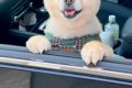 帰省時、犬を連れて…の画像