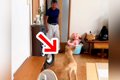 犬を飼うことに反対…の画像