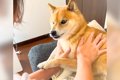 お風呂嫌いな犬が『…の画像