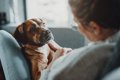 犬が飼い主の様子を…の画像