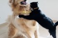 『大好きな猫』に突…の画像