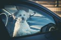 夏の車内に犬を残す…の画像