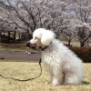 犬とお花見するとき…の画像