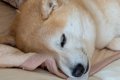 注射を打った犬→『1…の画像