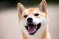柴犬の外飼いは可能…の画像