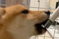 水を飲みすぎている…の画像