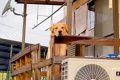 大型犬が『お留守番…の画像