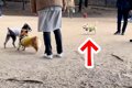 犬がドッグランで、…の画像