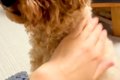 犬を預けた母からLIN…の画像