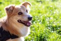 犬が『シニア期』に…の画像