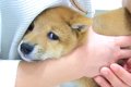 赤ちゃん犬が『初め…の画像