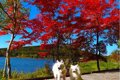 愛犬を連れて紅葉の…の画像