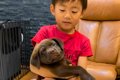 子犬を抱っこできな…の画像