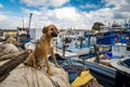 狂犬病の危険性とワ…の画像