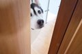 仕事中『猫がいない…の画像