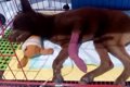 炎天下でロープに繋…の画像