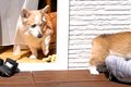 子犬が『ウッドデッ…の画像