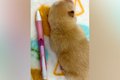 『ボールペンと同じ…の画像