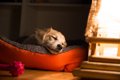 犬が『熟睡できる環…の画像
