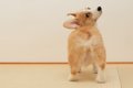 犬が『おしりをぶつ…の画像