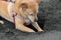 愛犬が地面を『ホリ…の画像