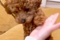 子犬に『おて』を習…の画像