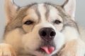 眠たそうにしている…の画像
