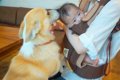 犬と赤ちゃんが『初…の画像