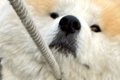散歩中に動かなくな…の画像