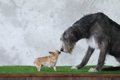 小型犬と大型犬の多…の画像