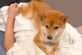 帰省中の息子が帰る…の画像