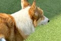 短足の犬がプールか…の画像