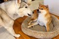 ハスキー犬が『場所…の画像