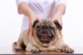 犬が喜ぶ『マッサー…の画像