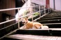 犬の階段の昇り降り…の画像