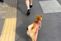朝の散歩が嫌いな犬→…の画像