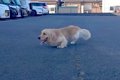 両足に障がいを持ち…の画像