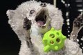 3匹の犬たちと『プー…の画像