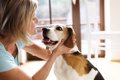 犬の里親トライアル…の画像