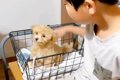 『大きくならない』…の画像