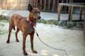 琉球犬｜犬種の特徴…の画像