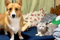 『猫にチューして』…の画像