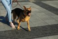 犬が『飼い主を守ろ…の画像