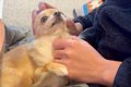 『ご飯を食べたいパ…の画像